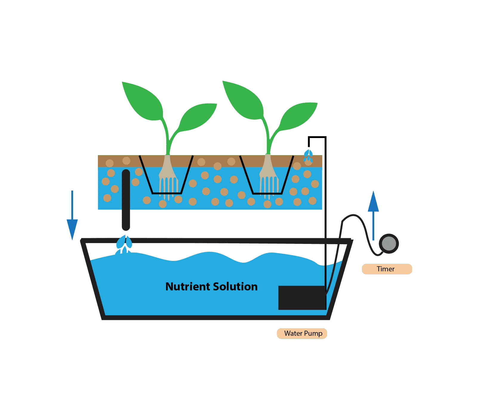 The Benefits of Hydroponics in the Garden - GreenPlanet Nutrients Canada