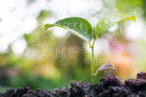 macronutrients plants need