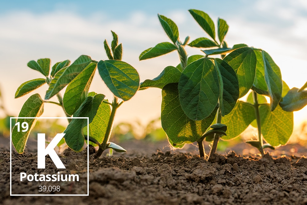 potassium in plants