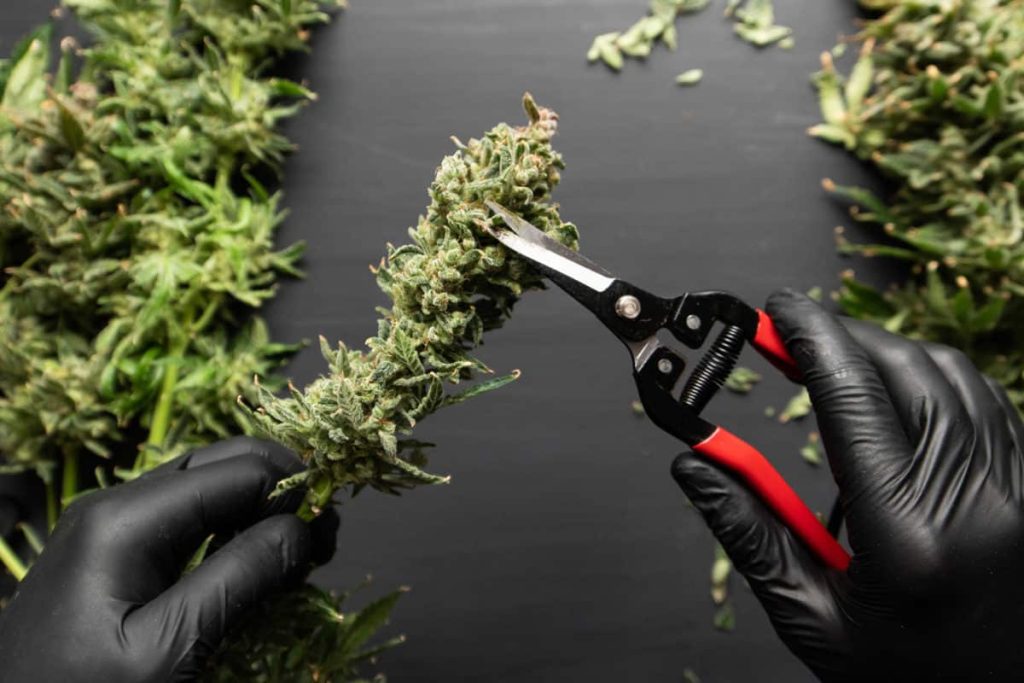 when to harvest marijuana a complete guide