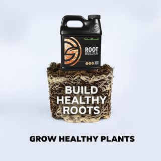 It's common knowledge that your microbiome is crucial to your overall health... in your plant's case, their root microbiome. Grow healthy plants by building healthy roots with our root zone inoculant Root Builder, which contains a variety of beneficial microorganisms to help sustain the health of your roots, as healthy roots = better nutrient absorption. 

Shop Root Builder >>> Link in bio https://greenplanetnutrients.com/product/root-builder/

#greenplanetnutrients #mygreenplanet #gpgrown #greenplanet #nutrients #clean #conscious #canadian #fertilizer #yields #garden #gardening #grow #growers #indoorgarden #outdoorgarden #hydroponics #quality #craft #innovation #hobby #commercial #community #purity #harvest